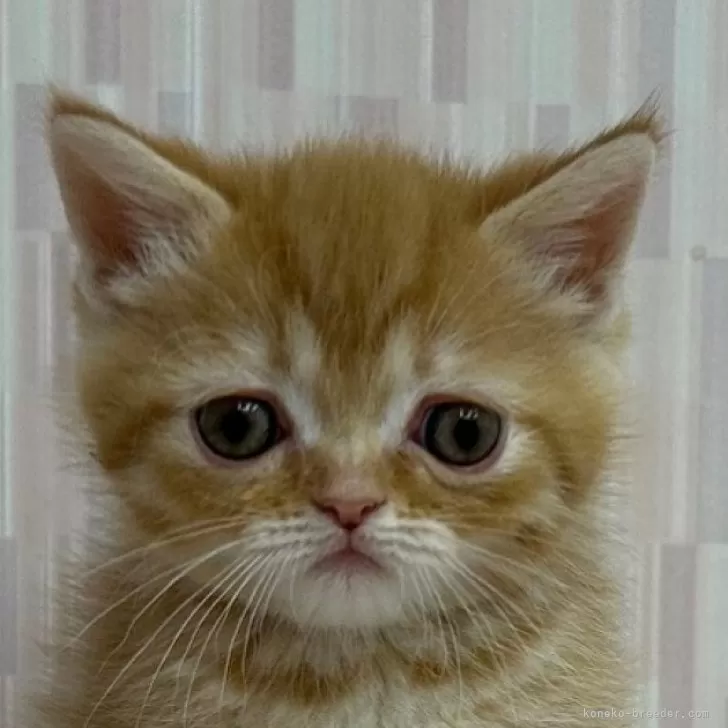 ID：2404-00777の子猫