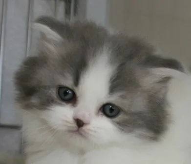 ID:1402-00209の子猫