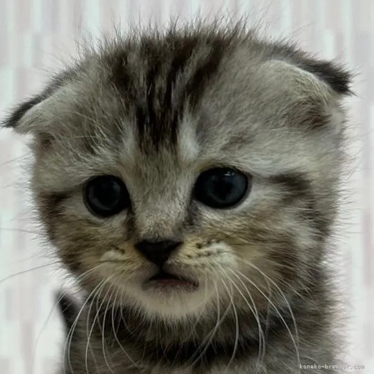 ID：2210-01384の子猫