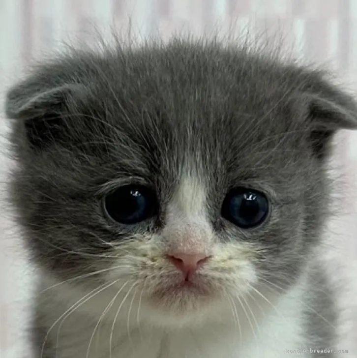 ID:2301-00668の子猫