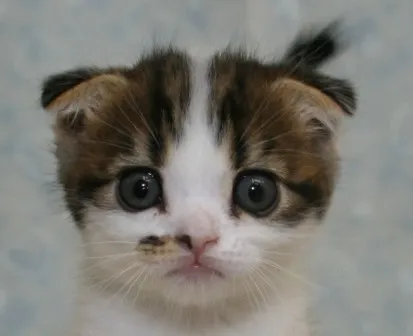 ID:1405-00187の子猫