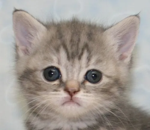 ID：1504-00390の子猫