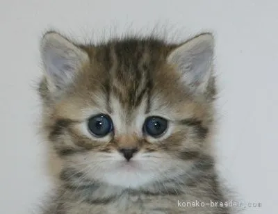 ID:1912-01180の子猫