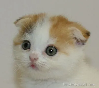 ID:1607-00448の子猫