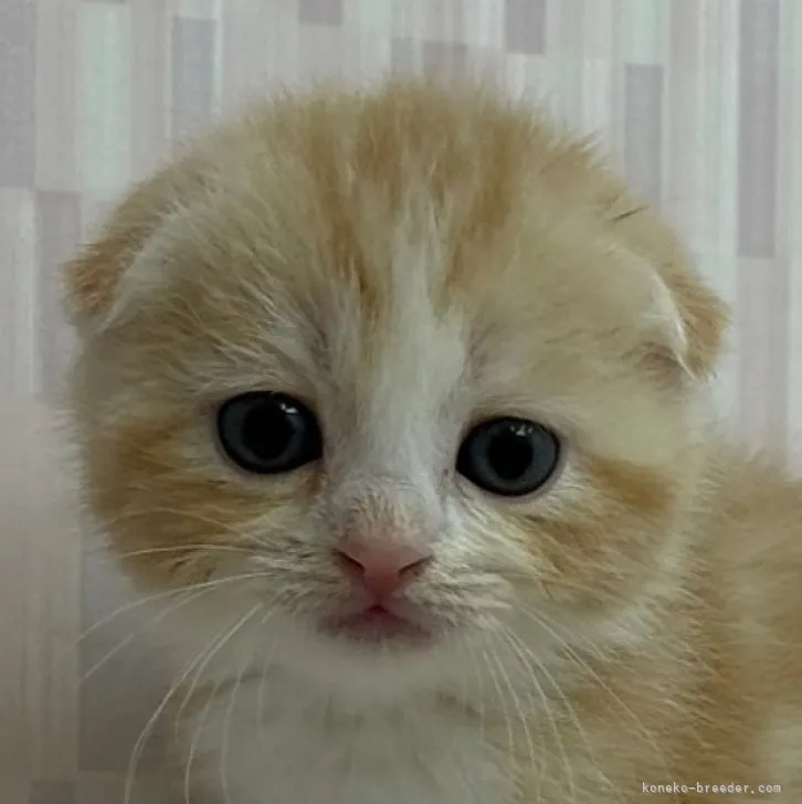 ID:2304-01945の子猫