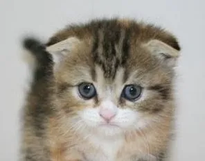 ID:1607-00308の子猫