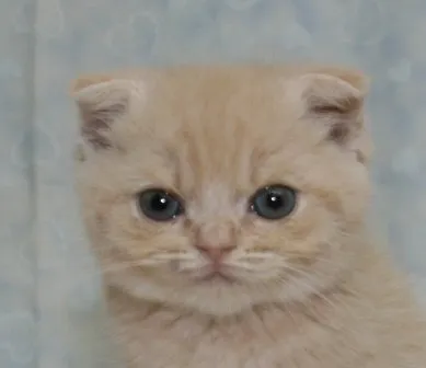 ID：1410-00211の子猫