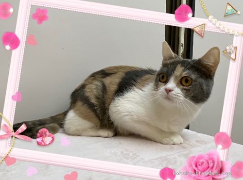 ブリティッシュショートヘア【・女の子・2019年6月11日・ダイリュートキャリコ】