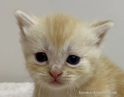 ID：2006-01331の子猫