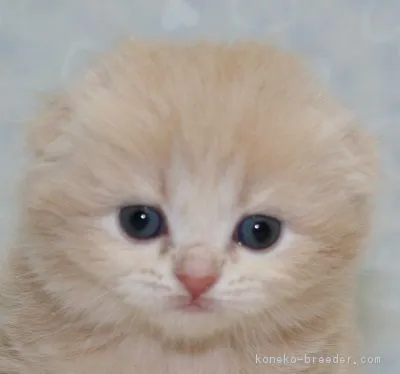 キム 様のお迎えした子猫