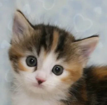 ID:1307-00271の子猫