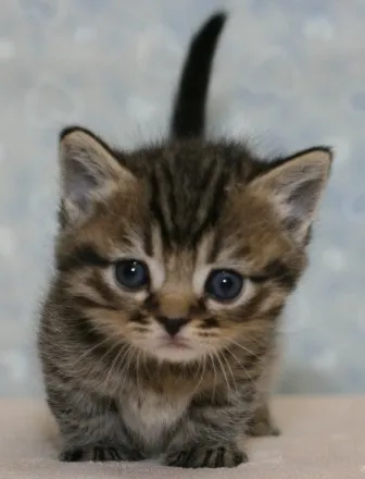 ID:1301-00138の子猫