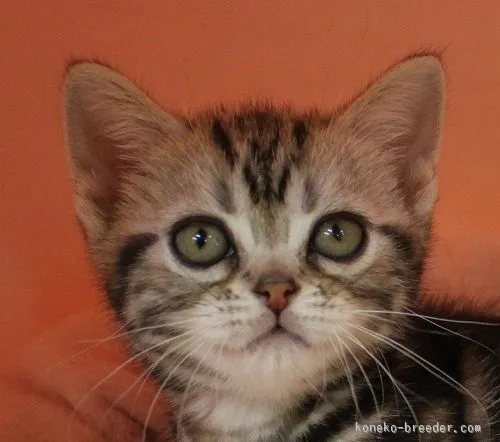ID：1509-00470の子猫