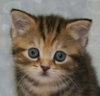ID:1311-00008の子猫