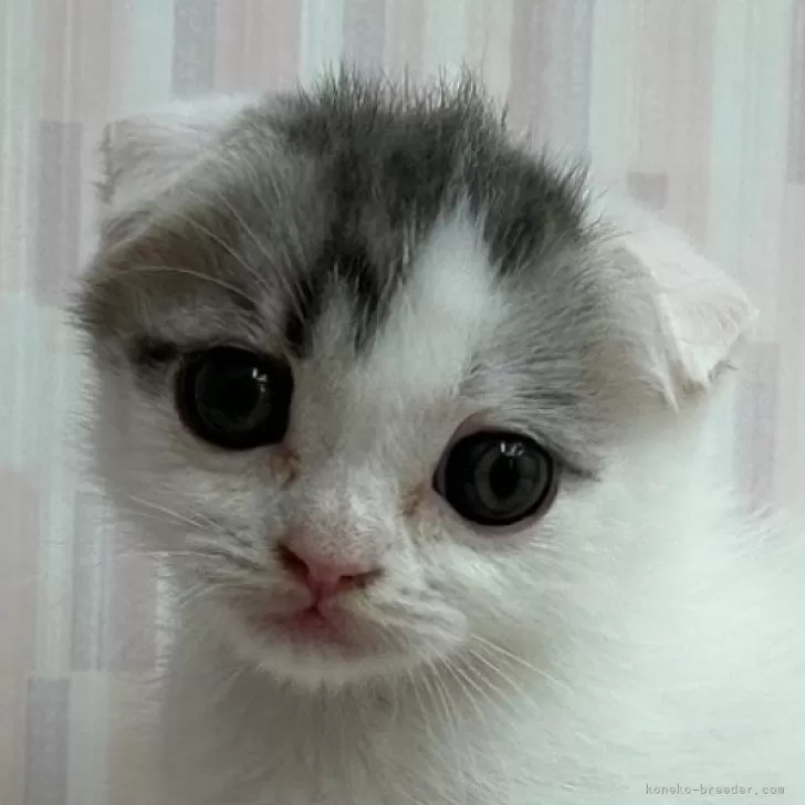 ID：2406-02340の子猫