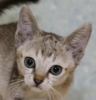 ID：1308-00061の子猫