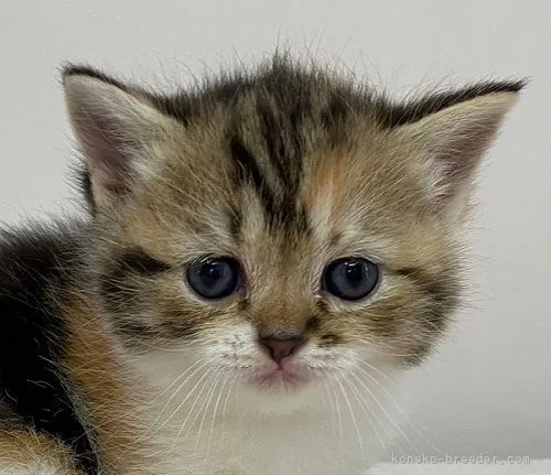 ID：2104-00550の子猫