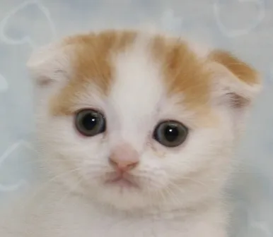 しろちゃんママ 様のお迎えした子猫