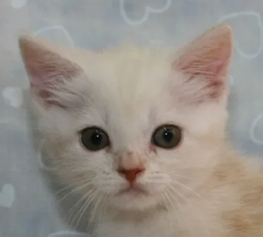 ID:1405-00243の子猫