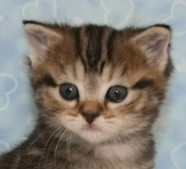 ID：1412-00218の子猫