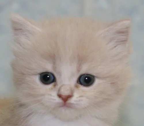 ID：1504-00391の子猫