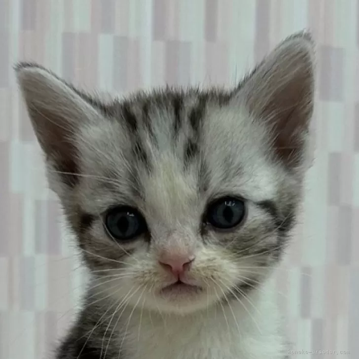 ID：2404-01671の子猫