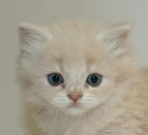 ID：1511-00259の子猫