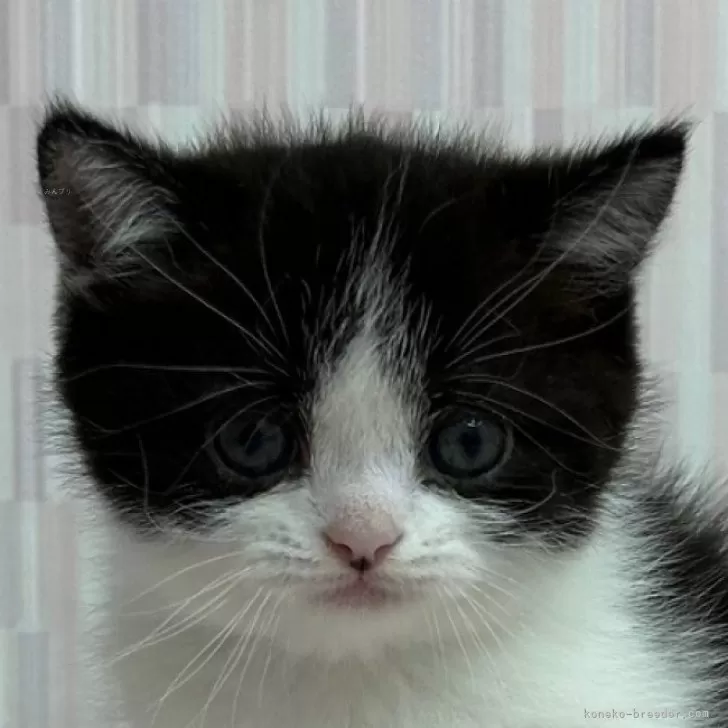 ID:2406-01281の子猫
