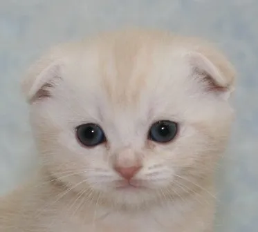 ID：1411-00155の子猫