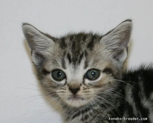 ID：1511-00098の子猫