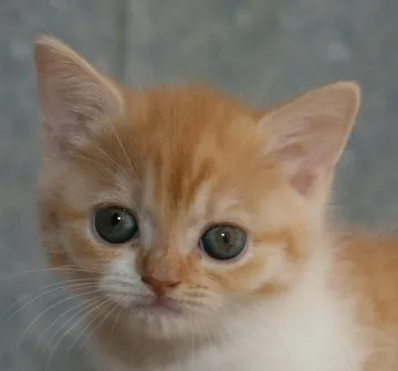 ID：1307-00368の子猫