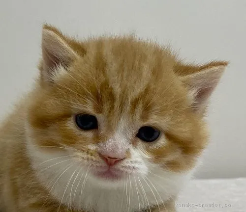 ID：2011-01982の子猫