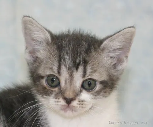 ID：1507-00469の子猫