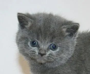 ID：1712-00299の子猫