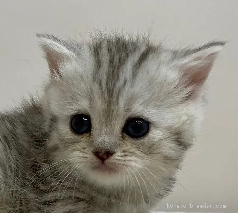 ID：2102-00403の子猫