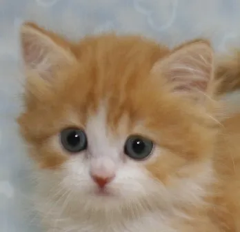 ID：1404-00213の子猫