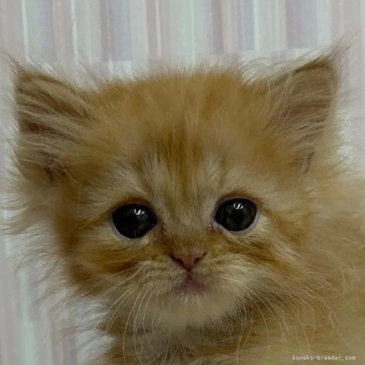 ID：2209-01739の子猫