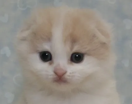 ID:1403-00302の子猫