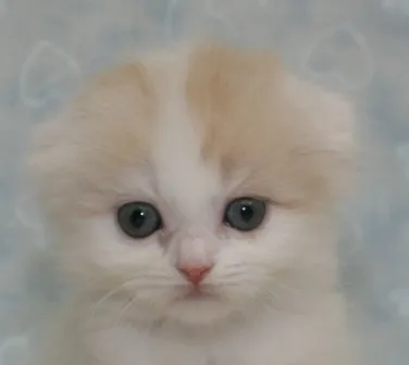 ID：1405-00293の子猫