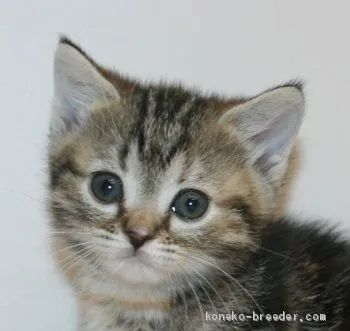 ID：1905-00241の子猫