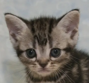 ID：1406-00287の子猫