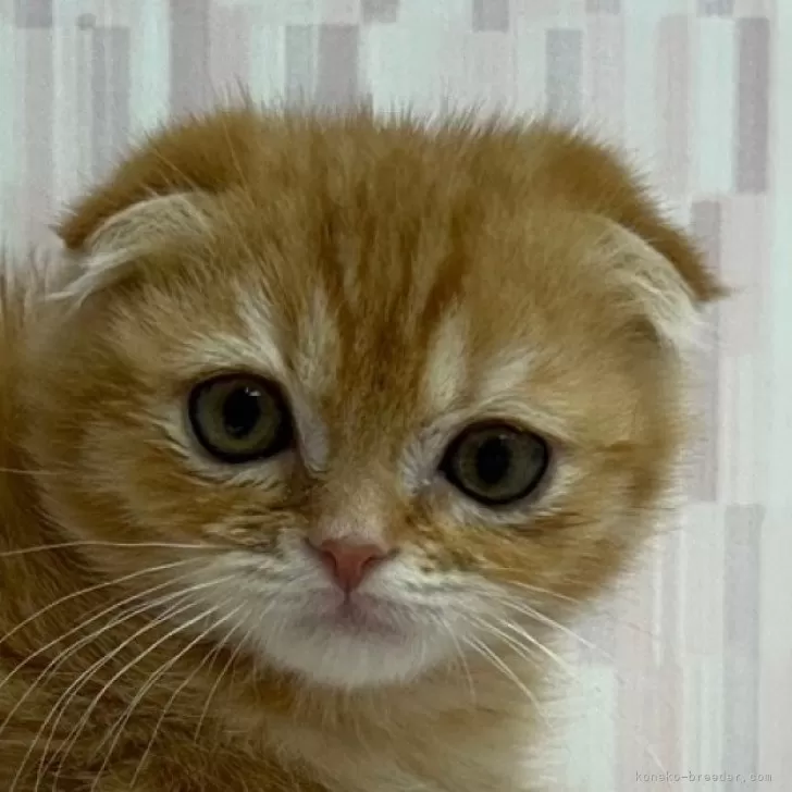 ID：2402-00147の子猫