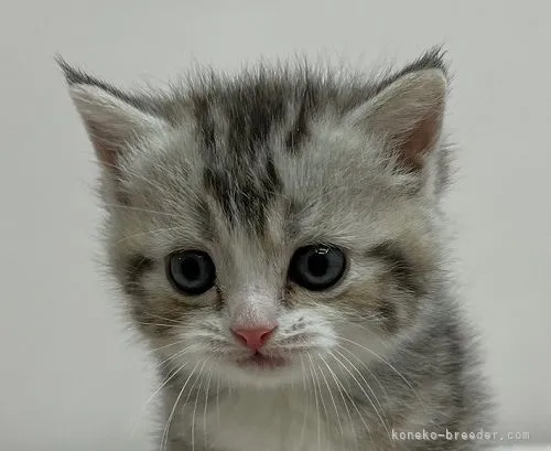 ID：2111-00530の子猫