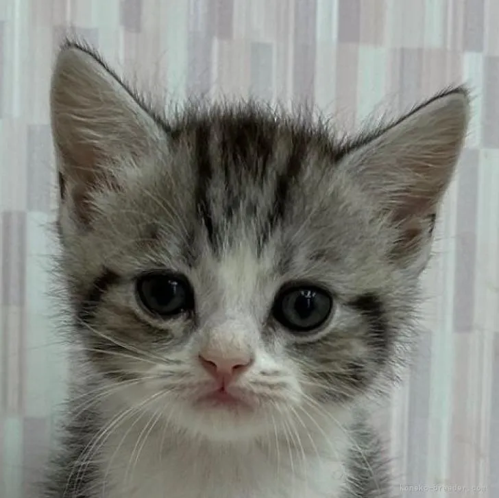 ID：2207-00043の子猫