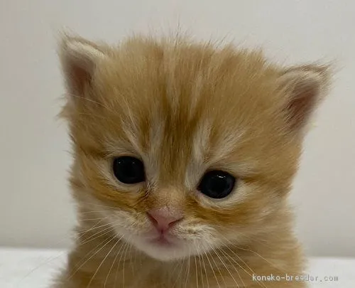 ID：2012-01322の子猫