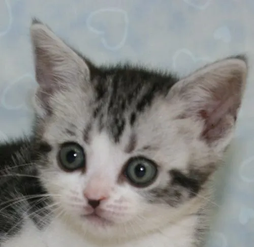 ID：1504-00389の子猫