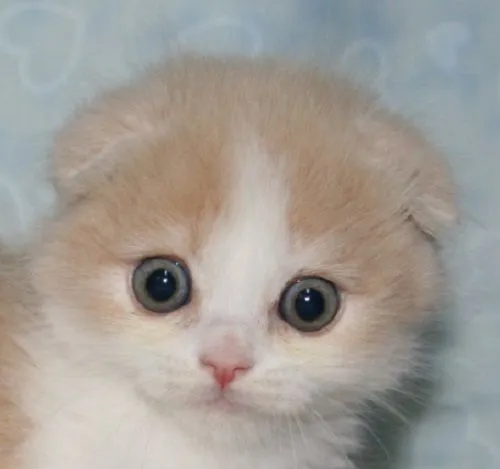 ID：1505-00675の子猫