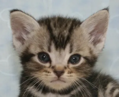 ID：1407-00055の子猫