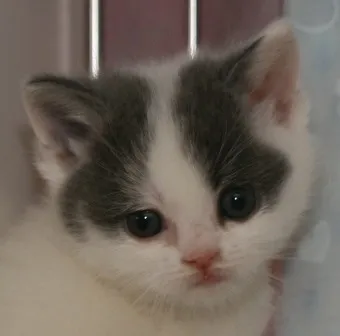 マロンのママ 様のお迎えした子猫