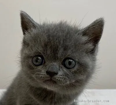 ID：2008-00587の子猫